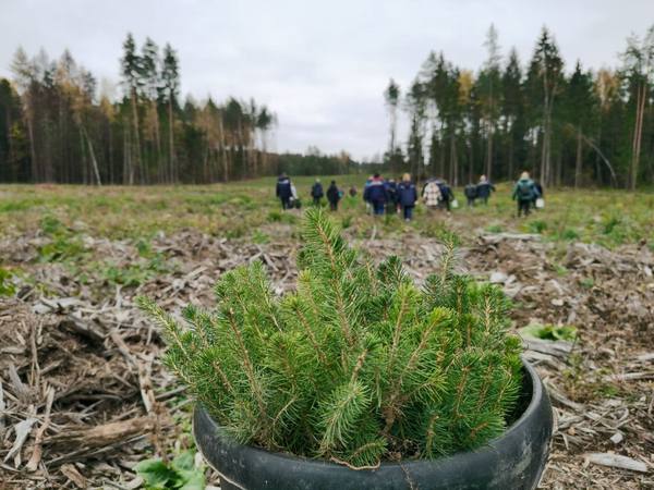 Республиканская акция «Дай лесу новае жыццё!»пройдет в Беларуси с 17 по 24 октября